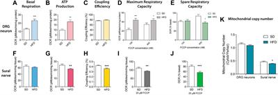 A High-Fat Diet Disrupts Nerve Lipids and Mitochondrial Function in Murine Models of Neuropathy